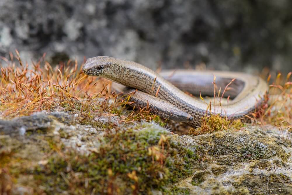 Digital Pest Control Services