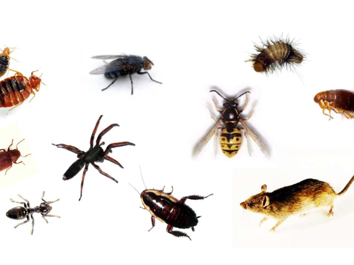 Digital Pest Control Services